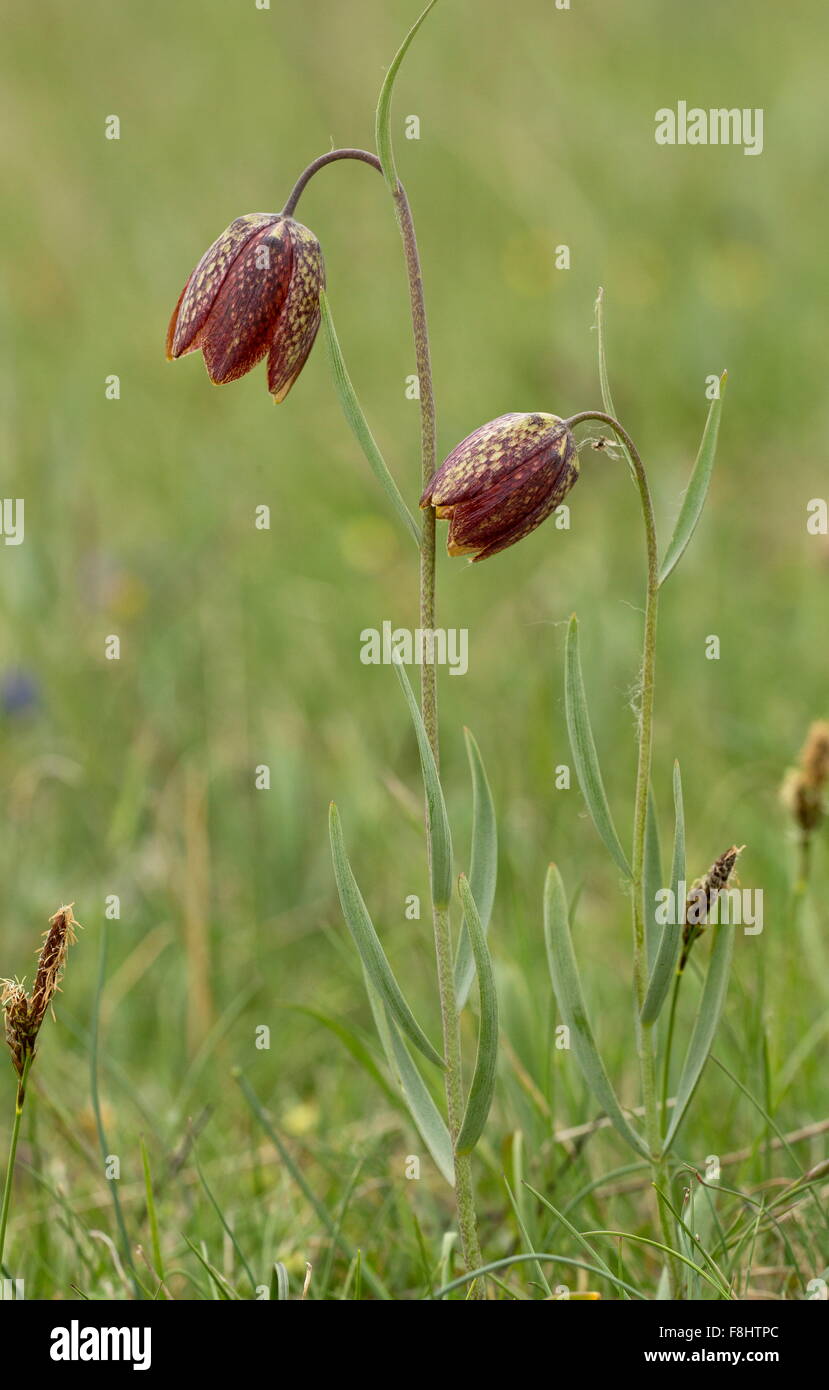 Orsini's fritillary, Fritillaria montana, in flower in high grassland, Monti Sibillini, Italy.  The naming of this species is co Stock Photo