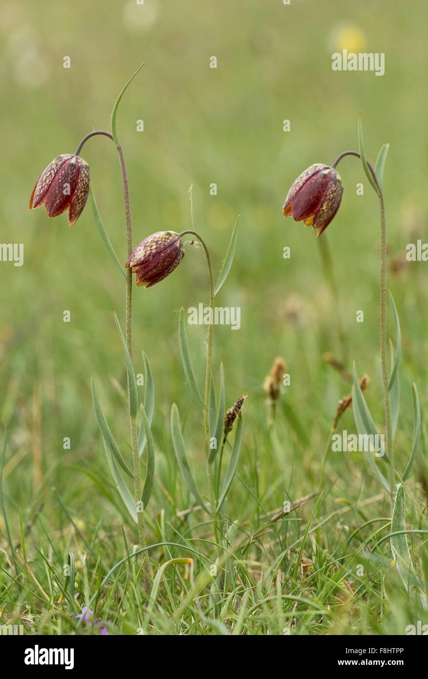 Orsini's fritillary, Fritillaria montana, in flower in high grassland, Monti Sibillini, Italy.  The naming of this species is co Stock Photo