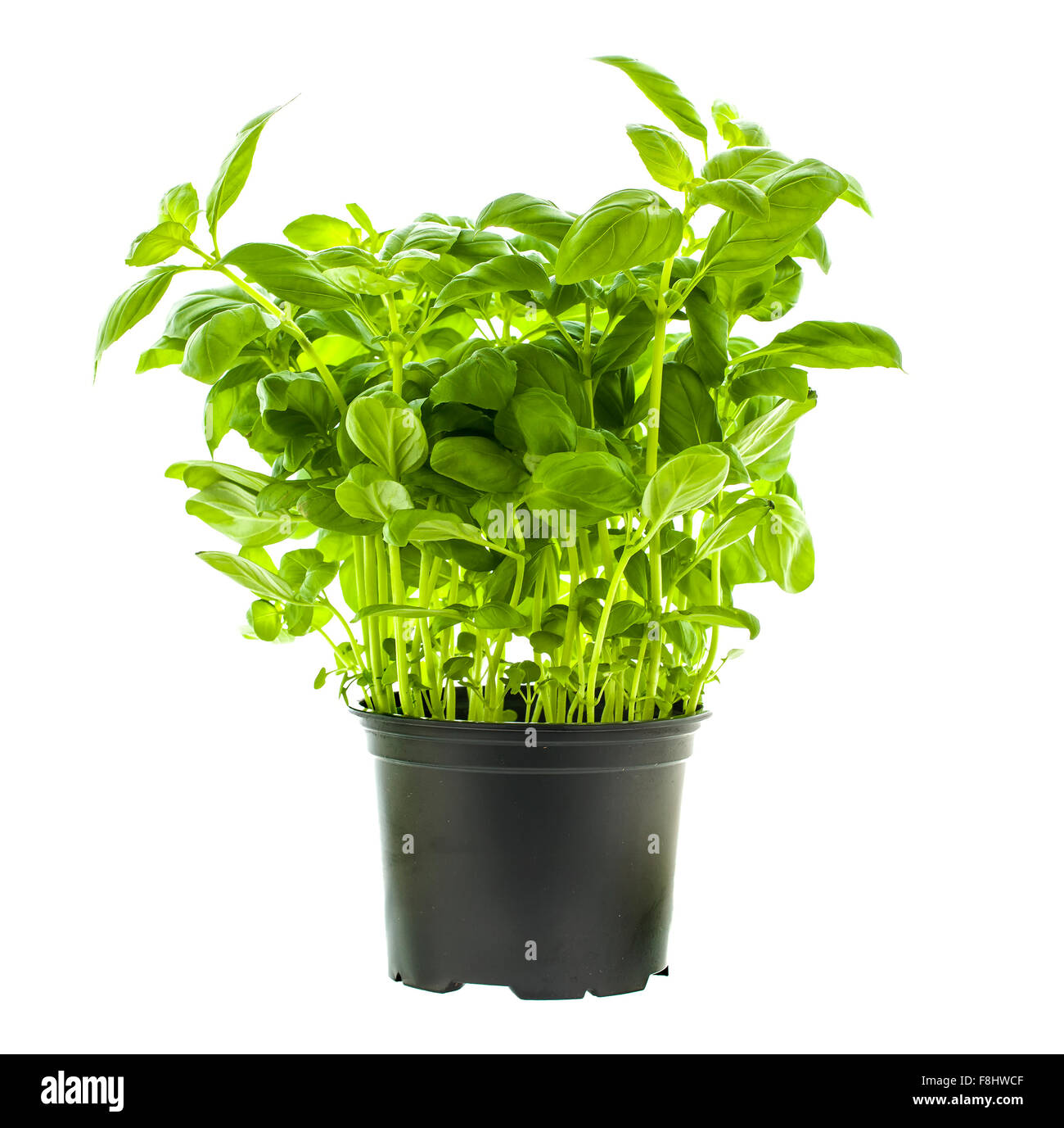 Basil Plant in a Black Pot on a White background Stock Photo
