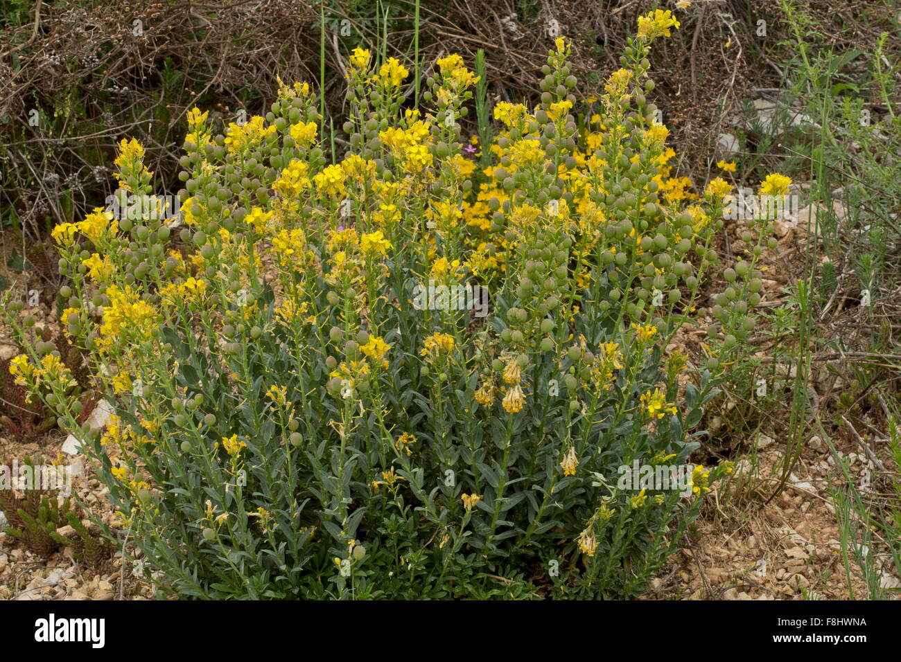 Bladderpod, Alyssoides utriculata, in flower and fruit; on limestone, Apennines. Stock Photo