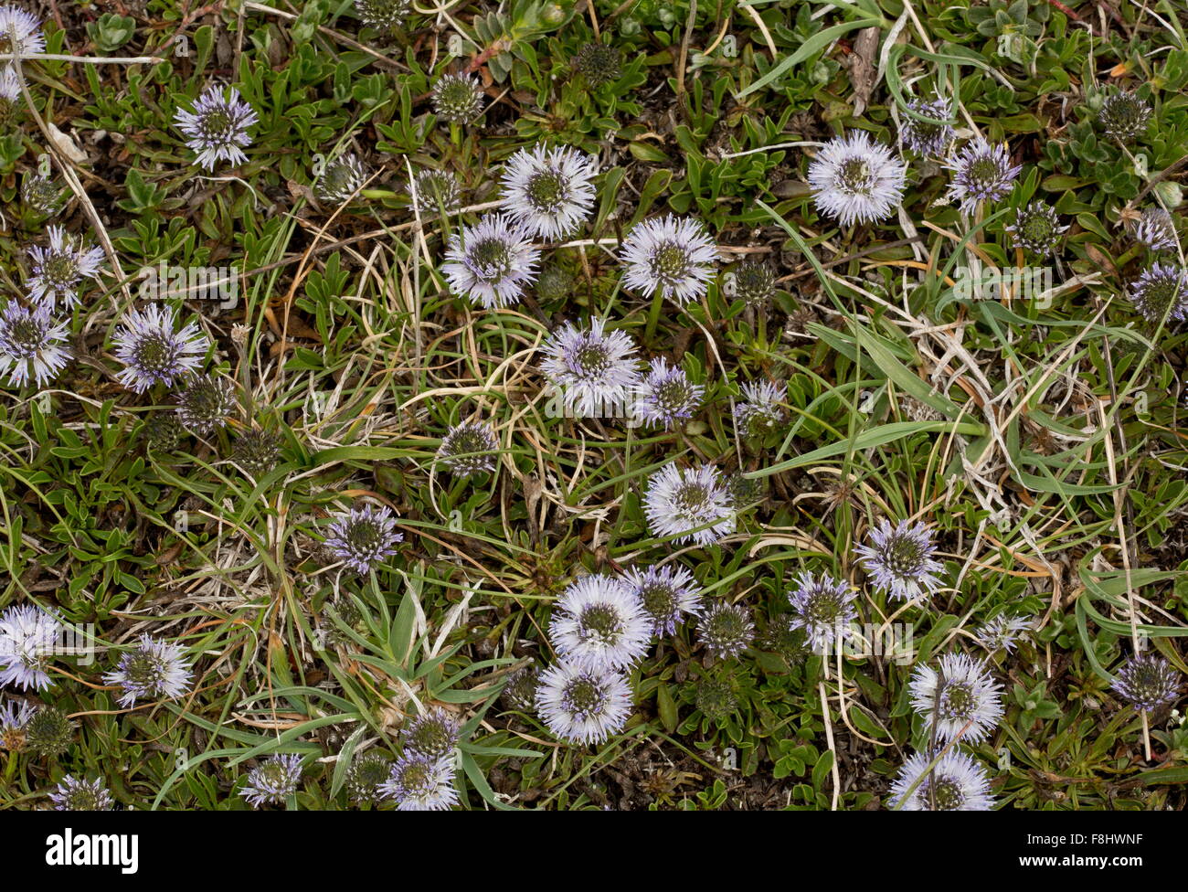 A Globe daisy, Globularia meridionalis, in flower on limestone grassland, Apennines, Italy. Stock Photo