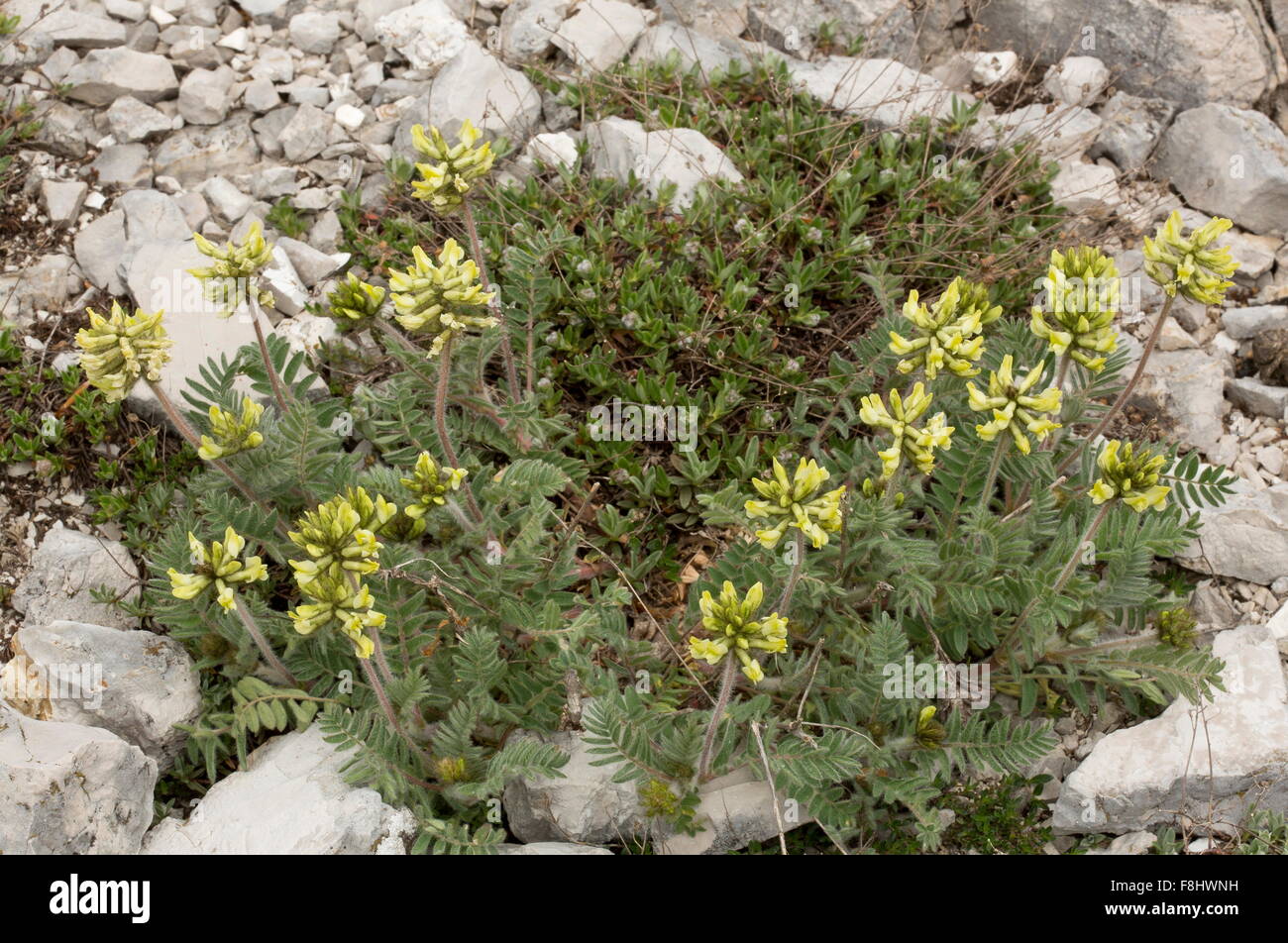 Woolly Milk-vetch, Oxytropis pilosa in flower on limestone, Italy. Stock Photo