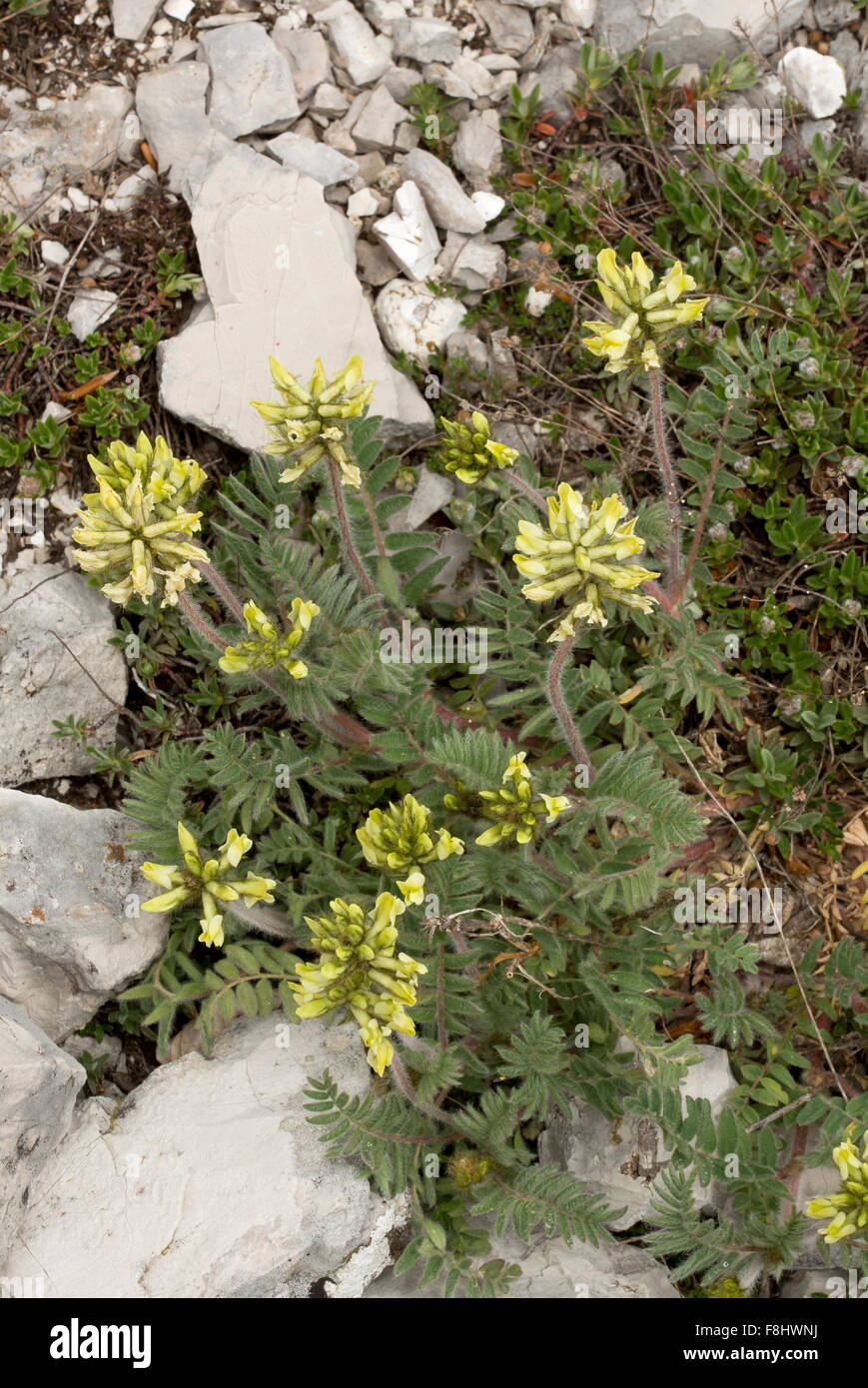 Woolly Milk-vetch, Oxytropis pilosa in flower on limestone, Italy. Stock Photo