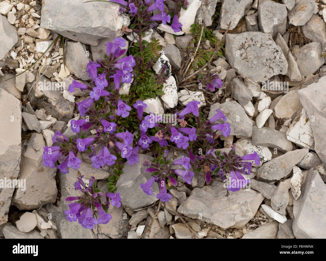 Alpine basil-thyme, Acinos alpinus, on limestone, Apennines, Italy. Stock Photo