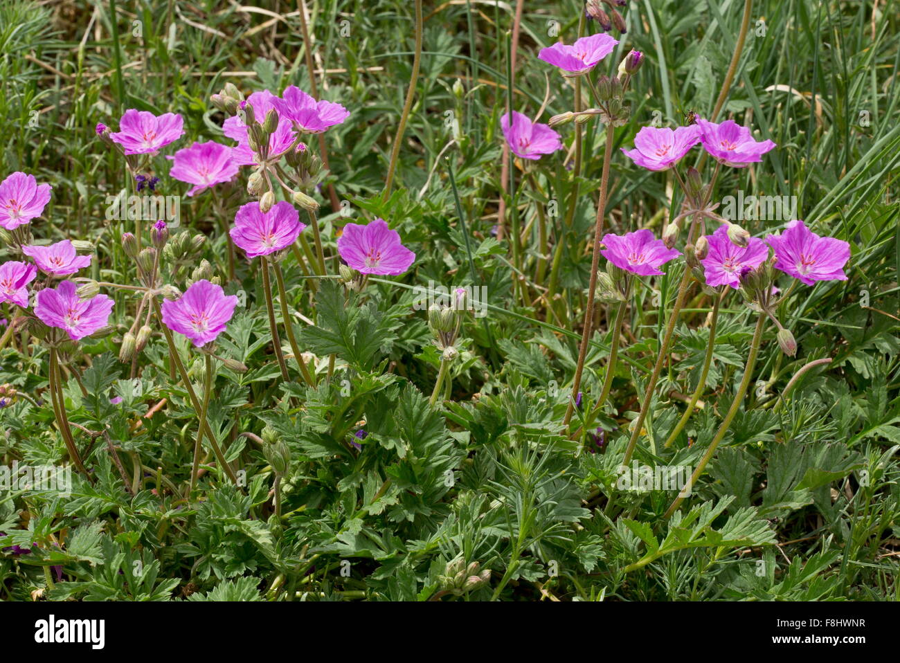 Alpine storks bill hi-res stock photography and images - Alamy