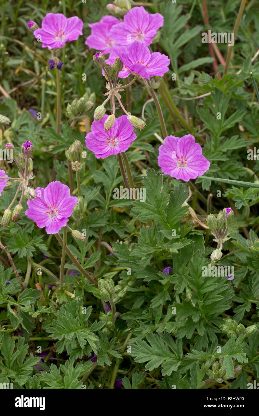 Alpine storks bill hi-res stock photography and images - Alamy