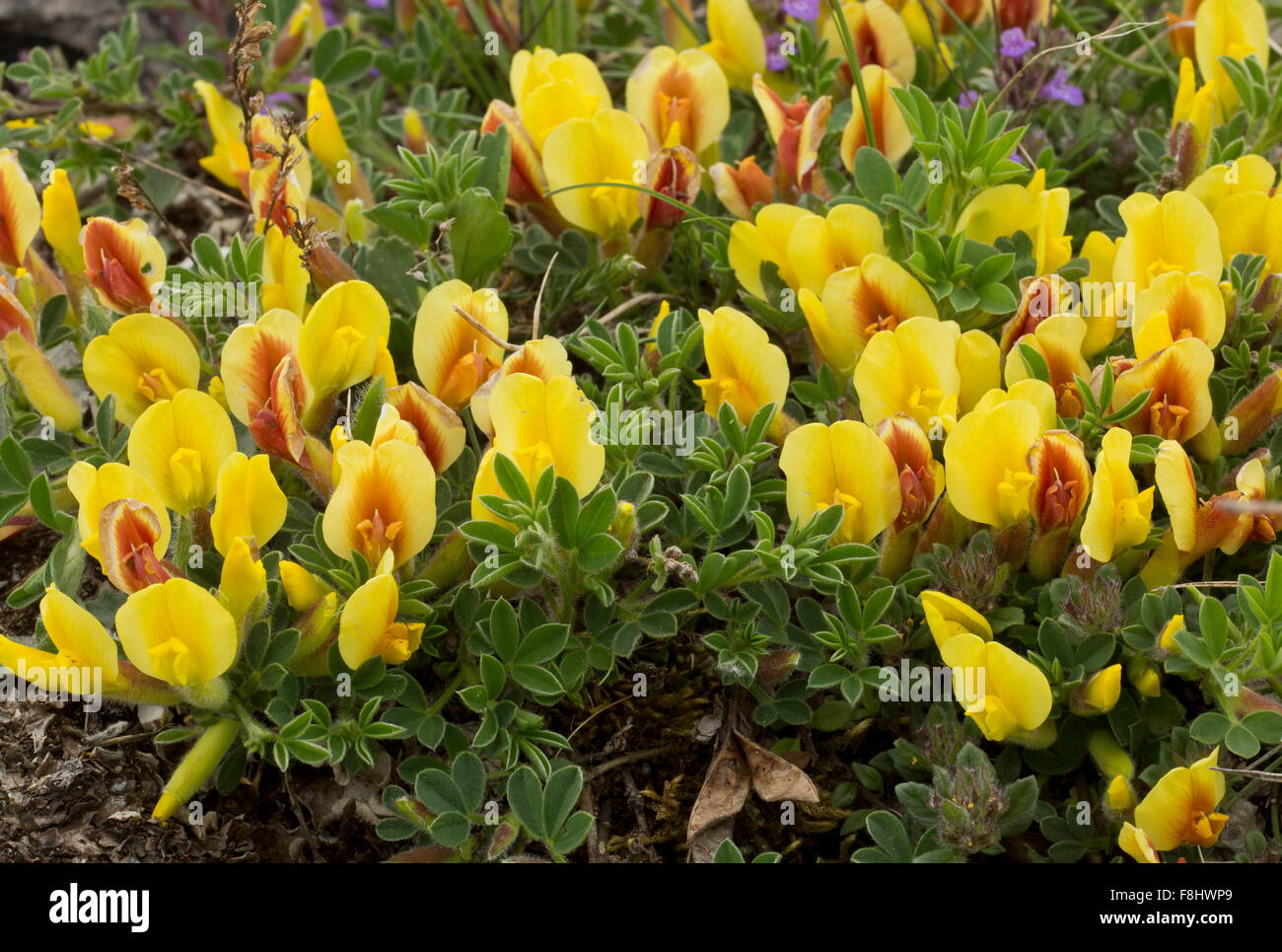 Hairy broom, Cytisus hirsutus ssp polytrichus, in flower, Apennines, Italy. Stock Photo
