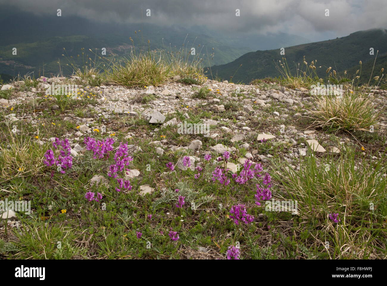 Great milkwort, Polygala major in montane grassland, Monti Sibillini, Italy Stock Photo