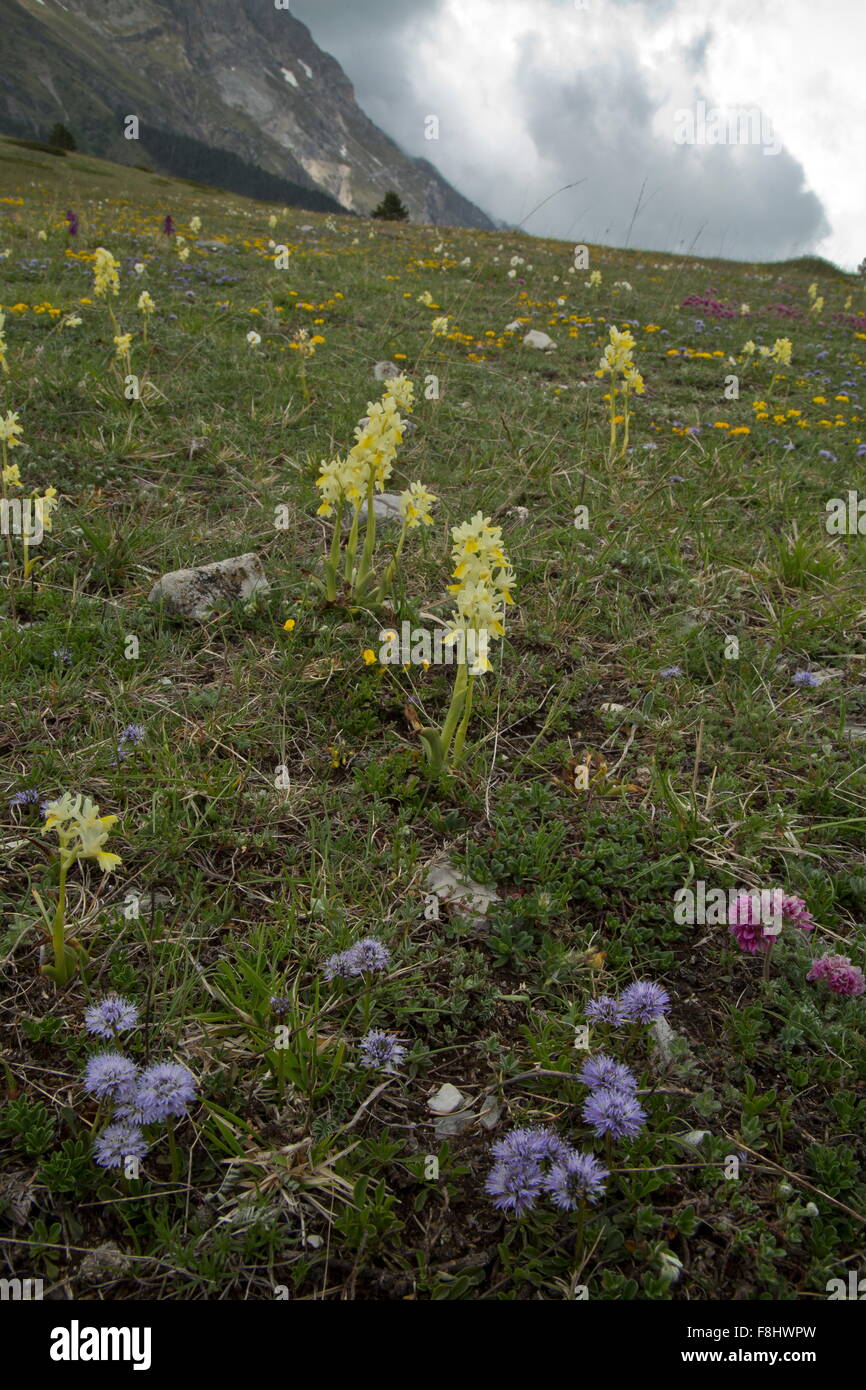 Few-flowered orchid, Orchis pauciflora, Globularia etc in flowery montane grassland, Monti Sibillini, Italy Stock Photo