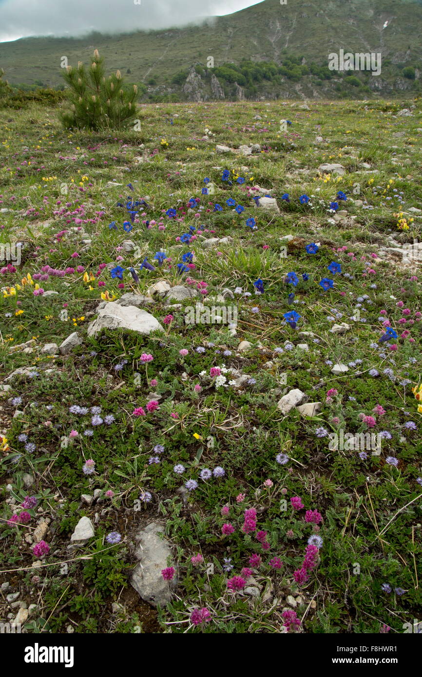 Trumpet gentian, Gentiana dinarica, Mountain kidney-vetch etc in limestone grassland at 1500m, Monti Sibillini, Apennines, Italy Stock Photo