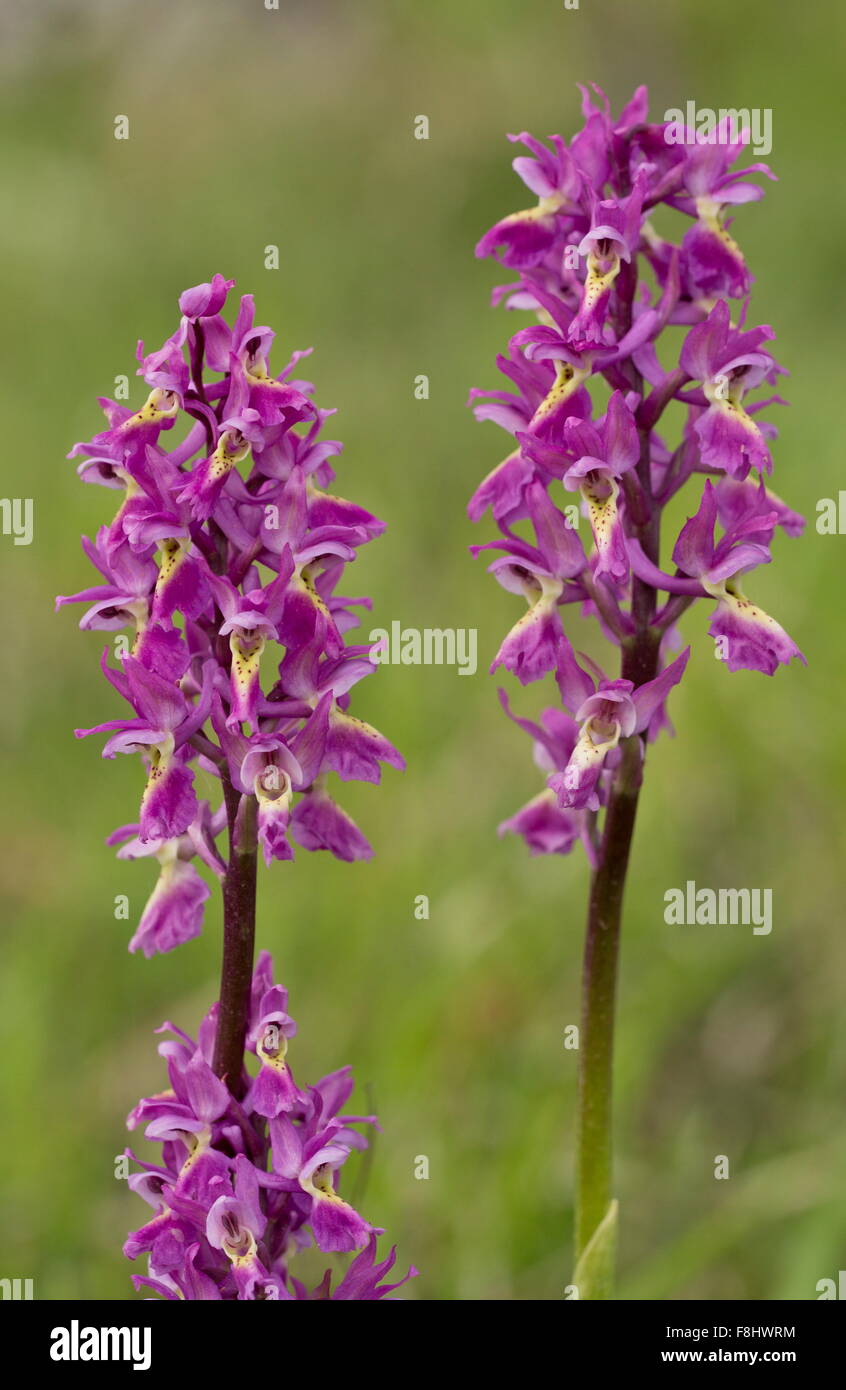 A hybrid orchid, Few-flowered orchid, x Early purple orchid,  Orchis × colemanii , Apennines, Italy. Stock Photo