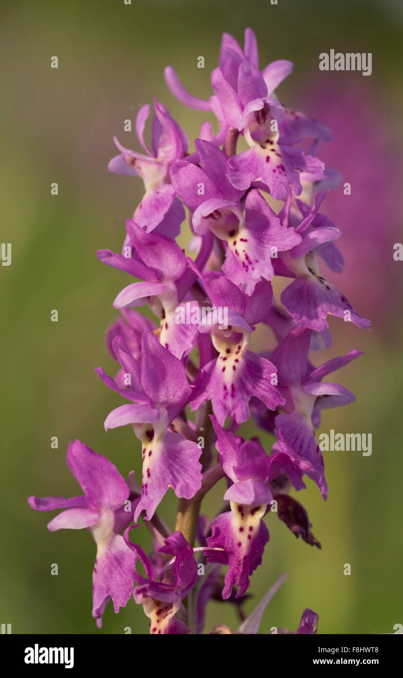 A hybrid orchid, Few-flowered orchid, x Early purple orchid,  Orchis × colemanii , Apennines, Italy. Stock Photo