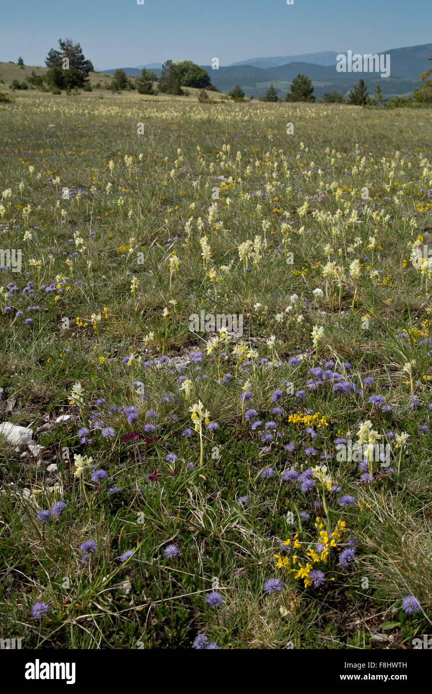 Flowery montane grassland, with few-flowered orchids, globularia etc at 1500m in Monti Sibillini, Italy Stock Photo