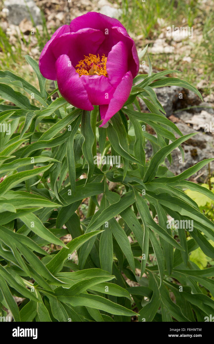 Common peony, Paeonia officinalis in flower in the Apennines, Italy. Stock Photo