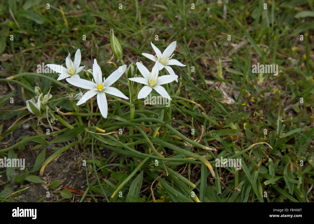 Lesser Star-of-Bethlehem,  Ornithogalum divergens in flower in spring, Abruzzo national park. Stock Photo