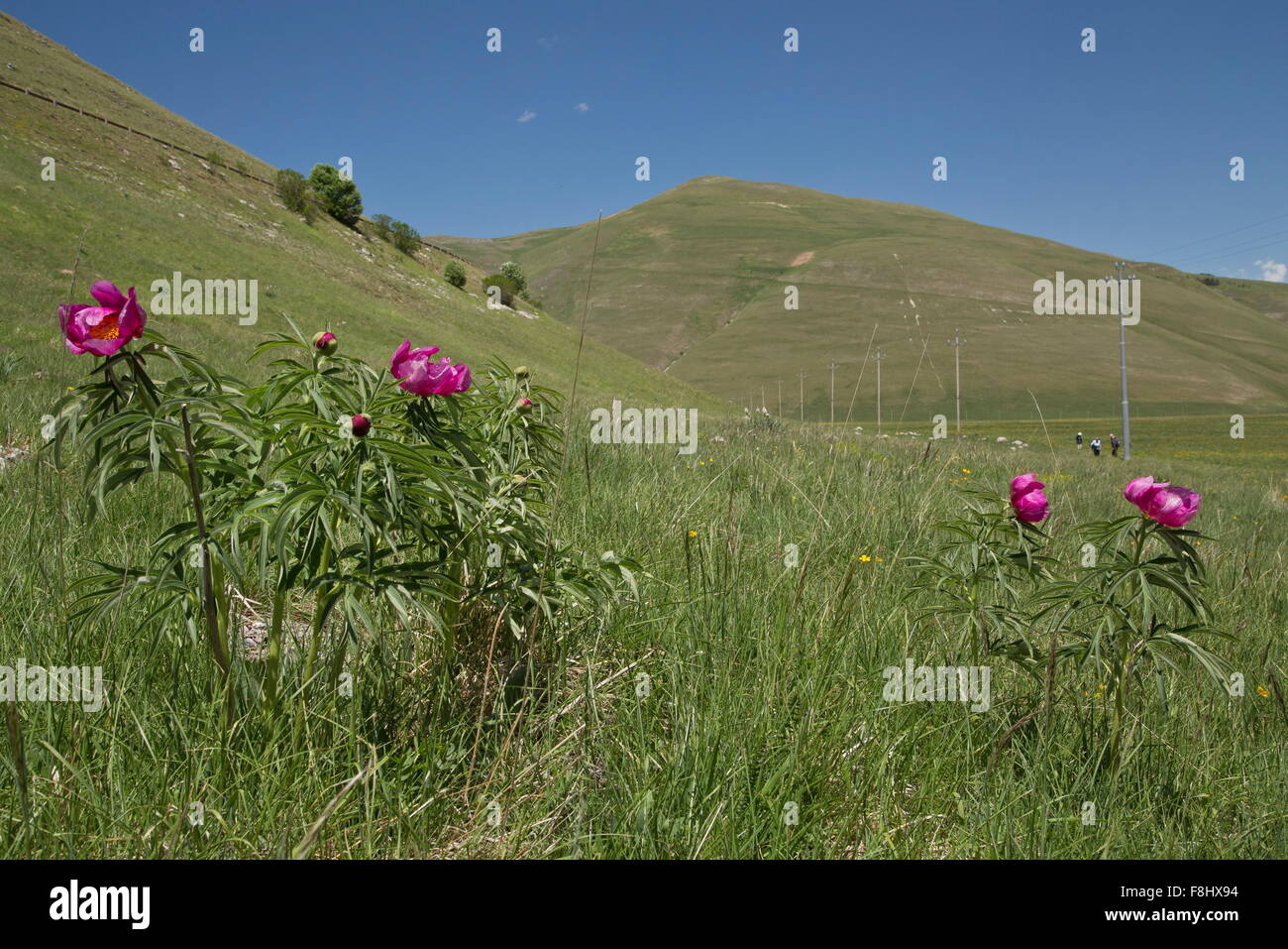 Common peony, Paeonia officinalis in flower on Piano Grande, in the Monti Sibillini National Park, Apennines, Italy. Stock Photo