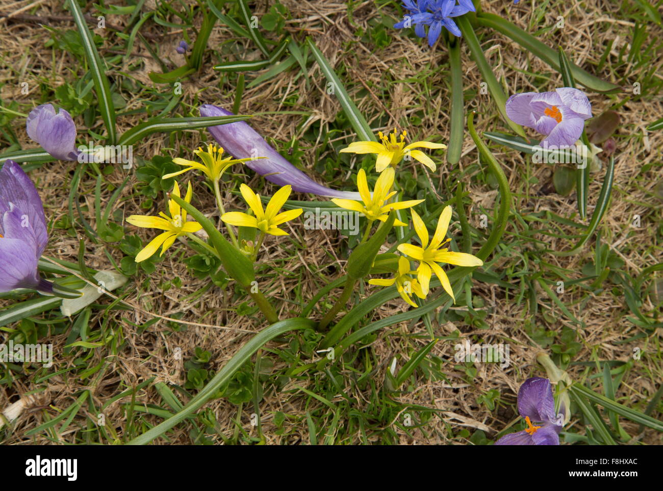 A yellow star of Bethlehem, Gagea pratensis, with alpine squill and crocuses in high grassland, Gran Sasso, Italy. Stock Photo