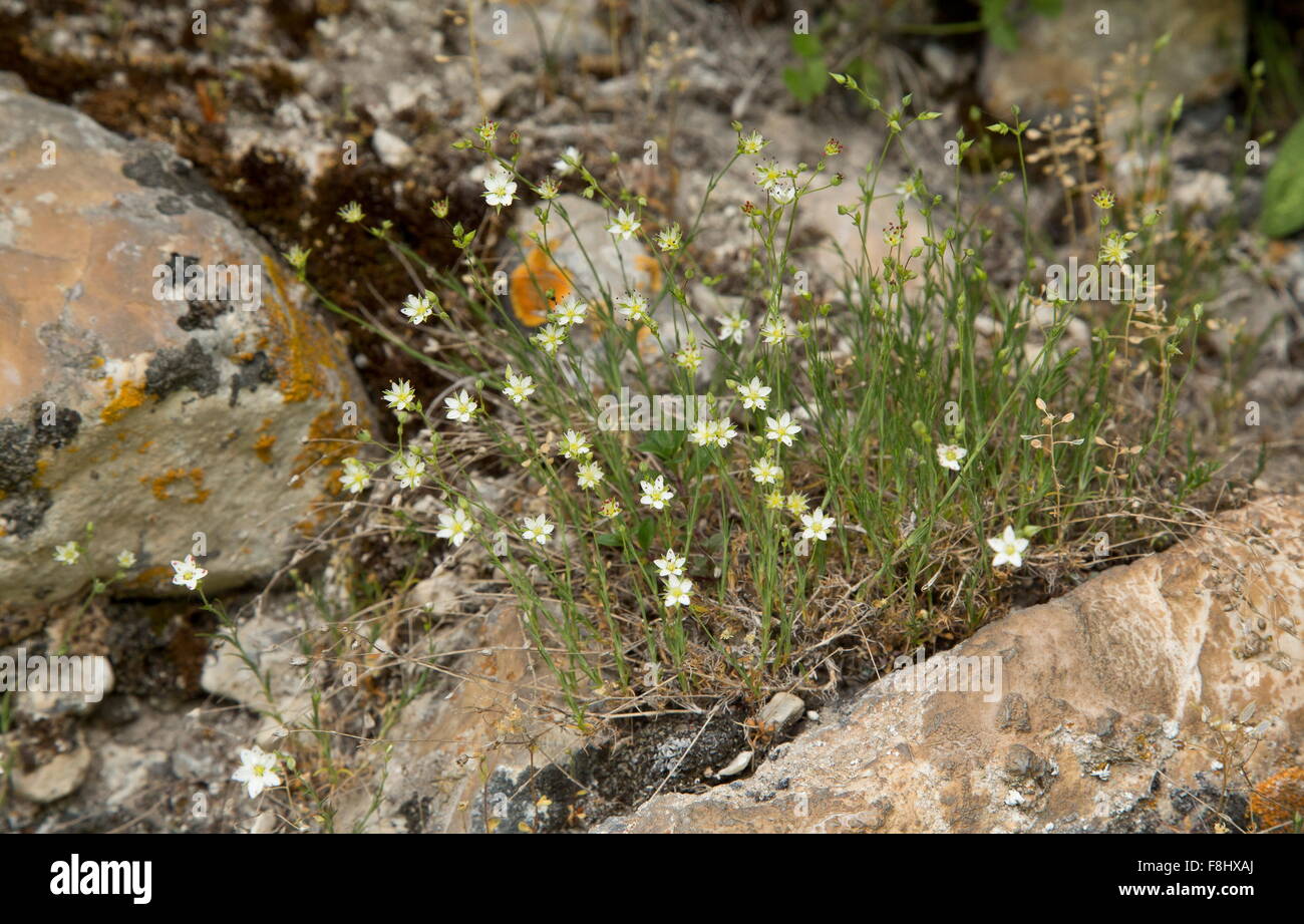 A rock sandwort, Minuartia globulifera on limestone, Abruzzo. Stock Photo
