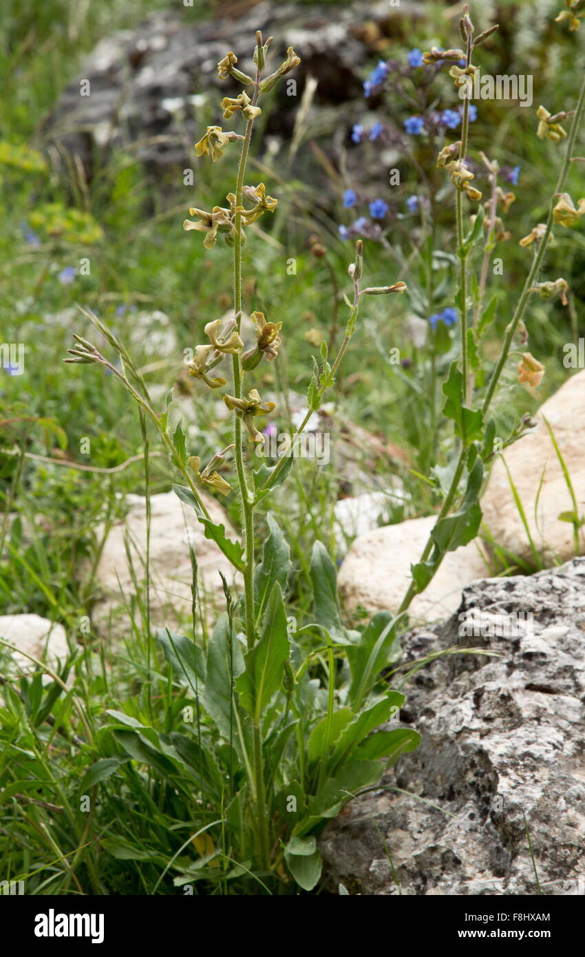 A yellow Sweet rocket, Hesperis laciniata, in limestone grassland, Abruzzo, Italy. Stock Photo