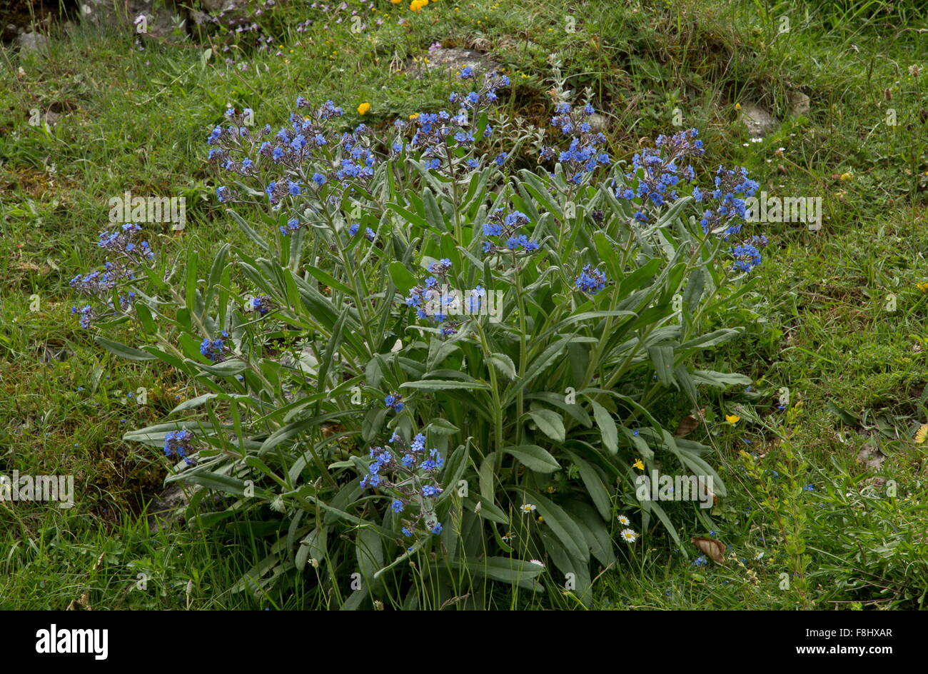 Barrelier's bugloss, or false alkanet, Cynoglottis barrelieri, in grassland, Abruzzo, Italy. Stock Photo