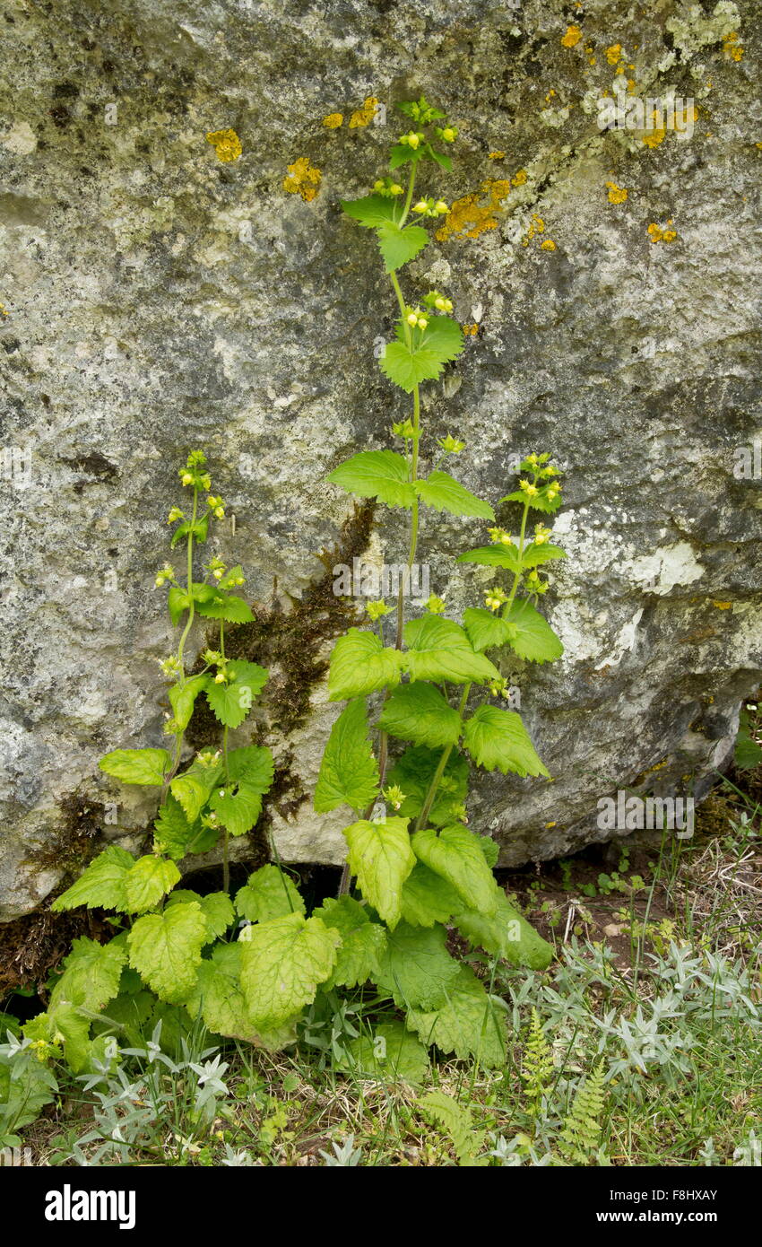 Yellow figwort, Scrophularia vernalis in flower on limestone cliff, Abruzzo Stock Photo