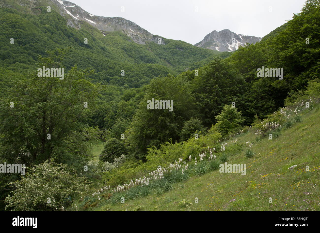 Mass of White Asphodels in high valley, Valle Fiorita, Abruzzo National Park, Italy. Stock Photo