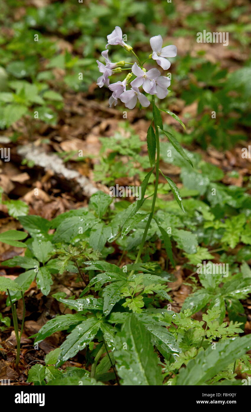 Coralroot, or Coral-root bittercress, Cardamine bulbifera, in flower, in beechwood. Rare in uk. Stock Photo