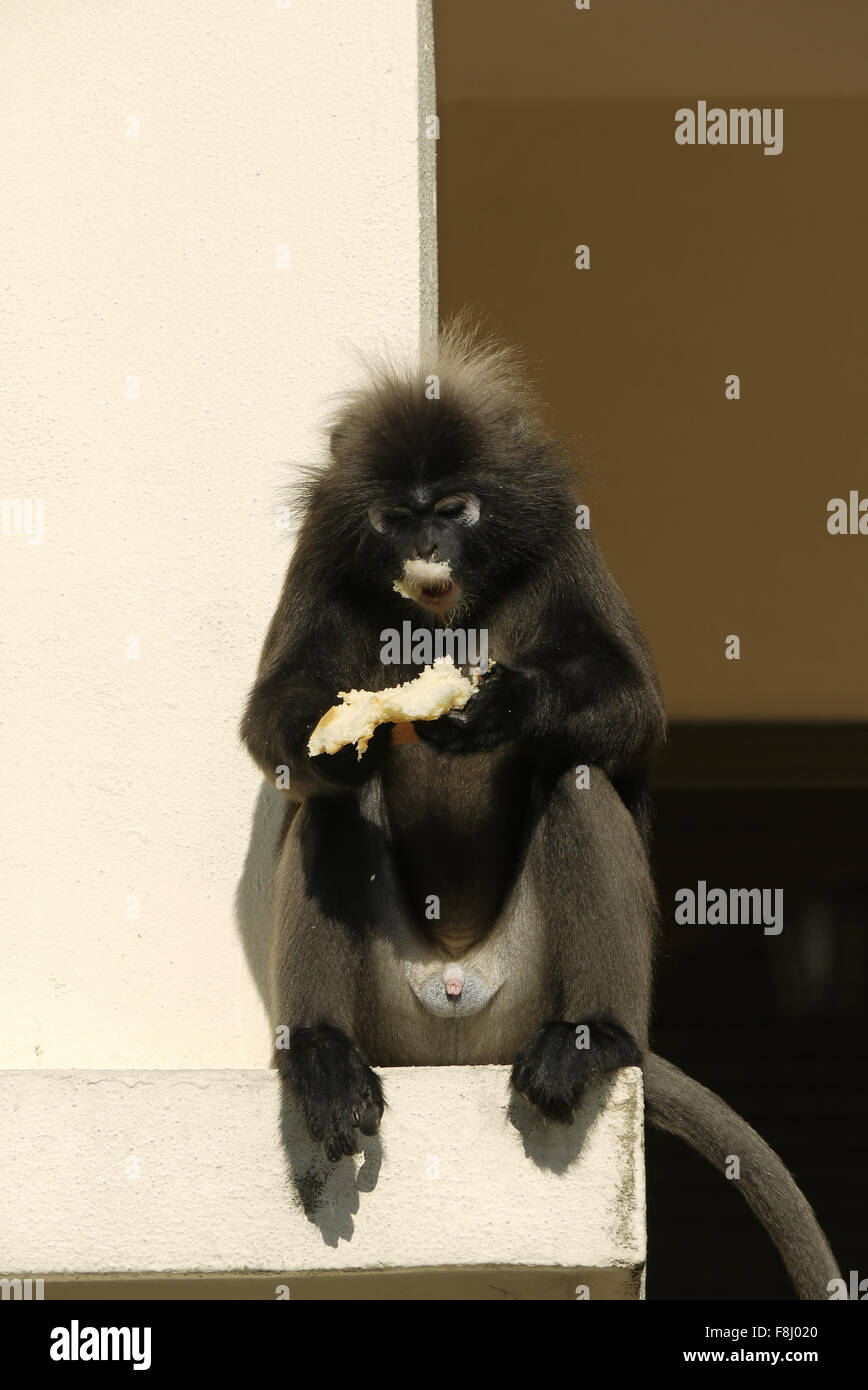 Portrait of a Dusky Leaf Monkey Stock Photo