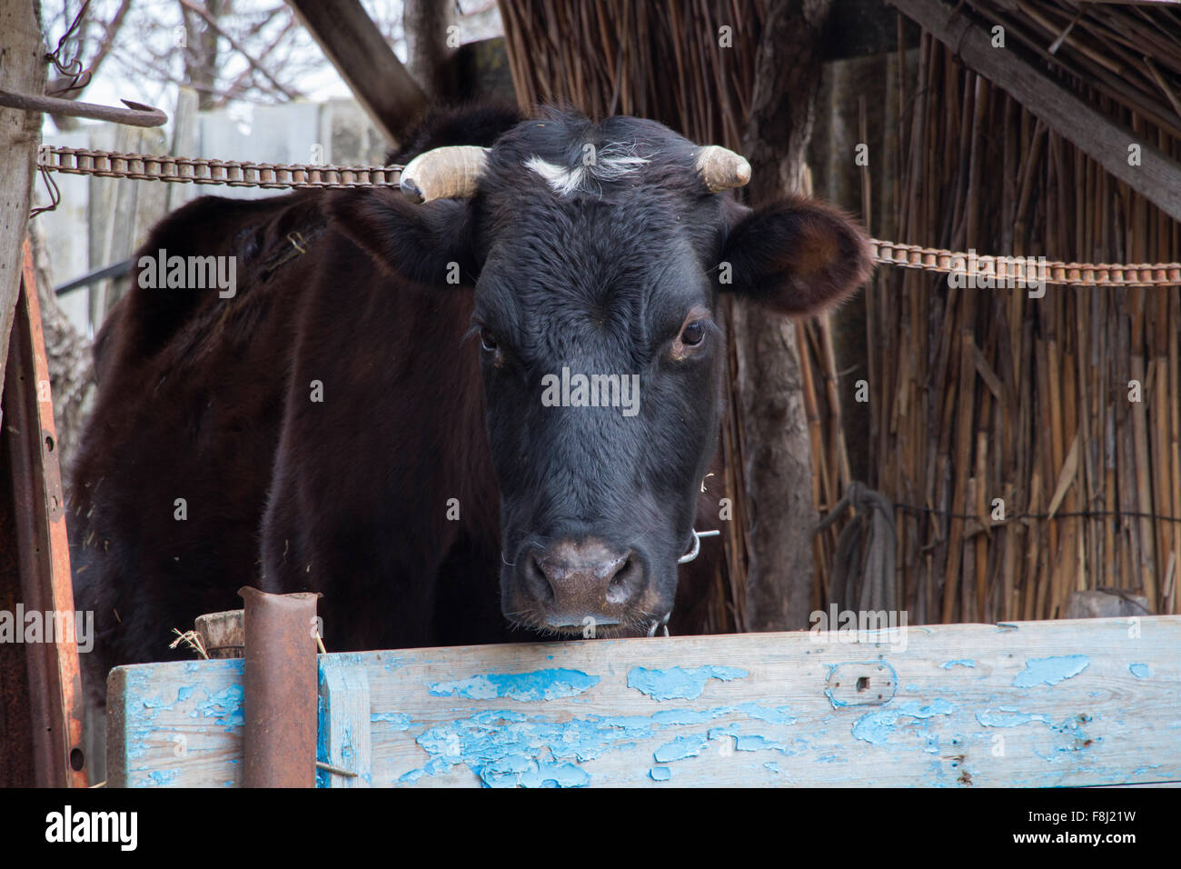 Black Cow in paddock Stock Photo