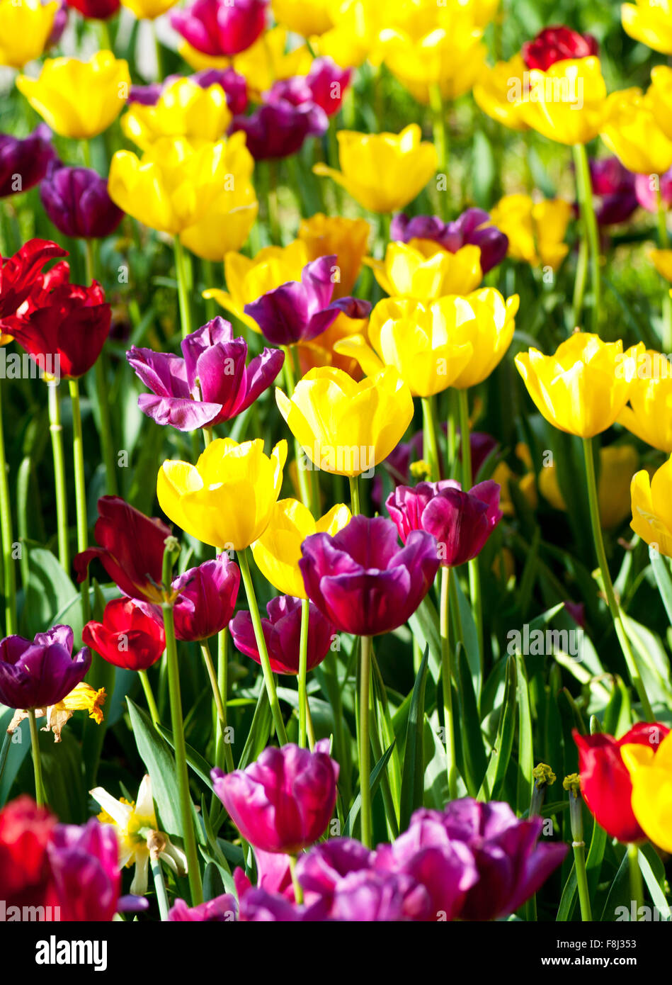 Many tulips in the park Stock Photo - Alamy