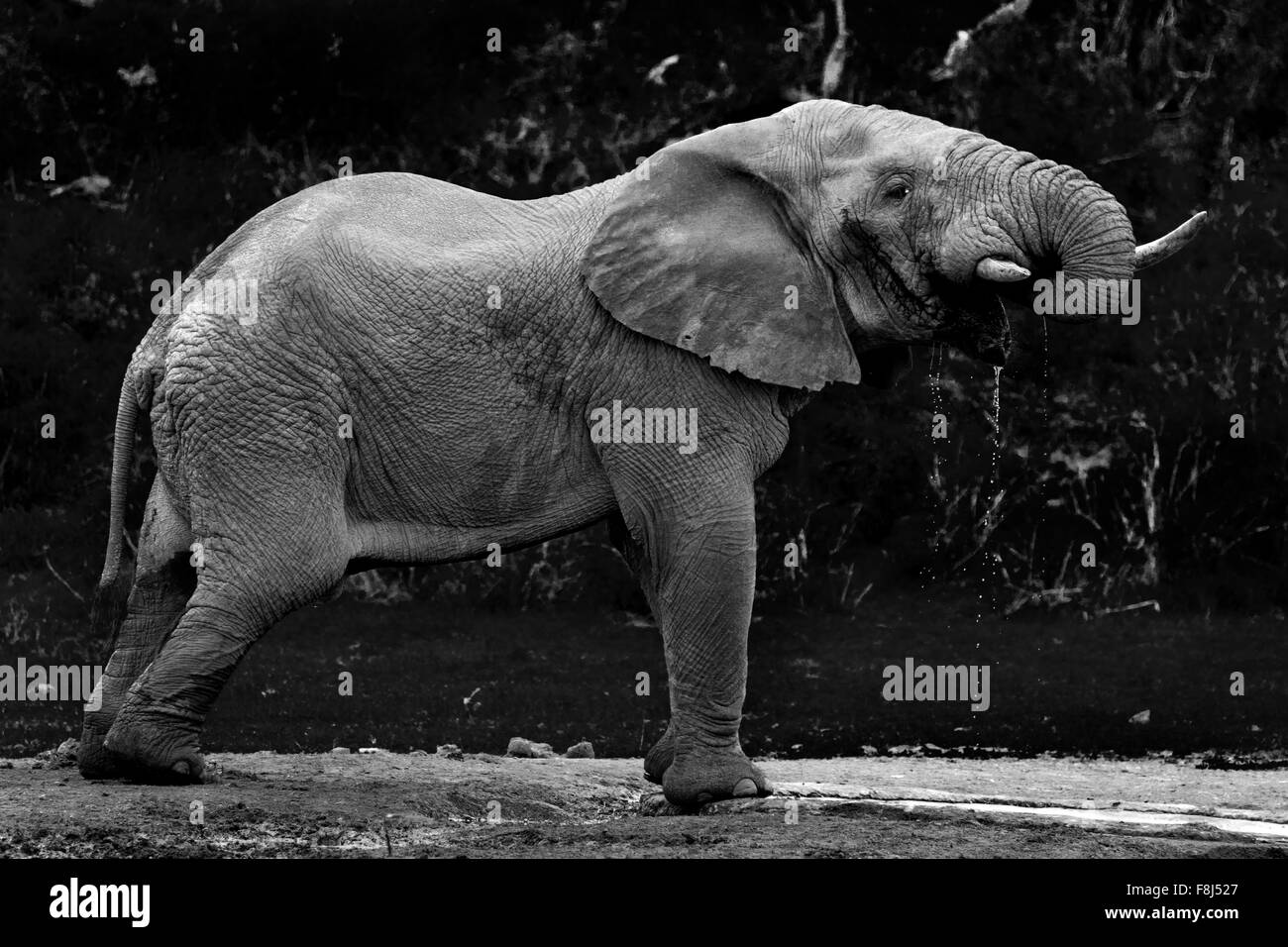 Elephant drinking water in a safari park in South Africa. Stock Photo