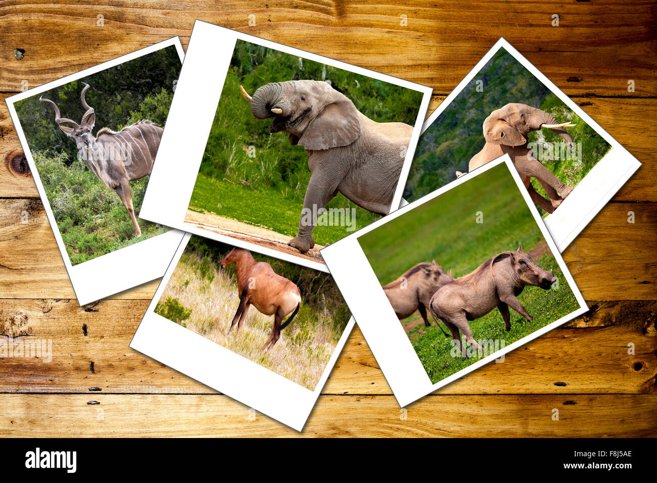 Collage Photos African Wild Animals High Resolution Stock Photography ...