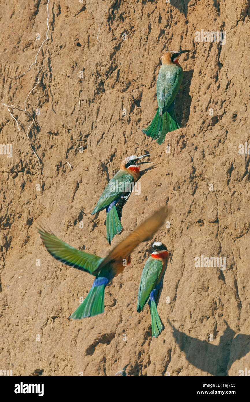 White fronted Bee eaters (Merops bullockoides) building nests in a