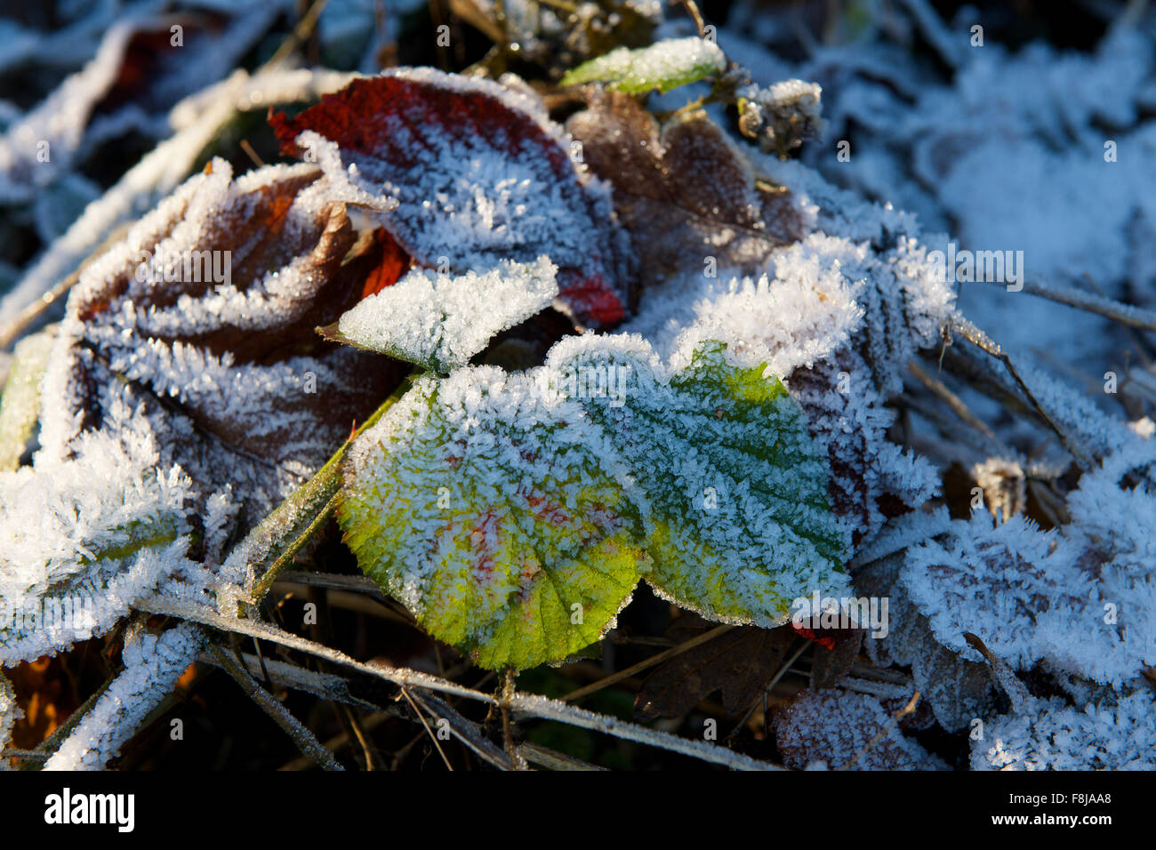 Frost on leaves lying on the ground in bright sunshine on a winters day. Stock Photo