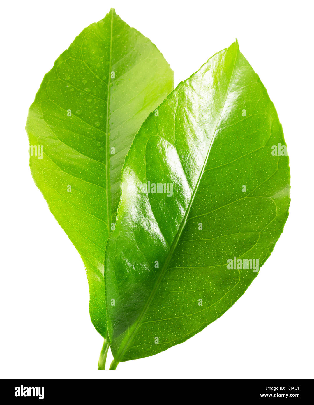 lemon leaves isolated on the white background Stock Photo Alamy