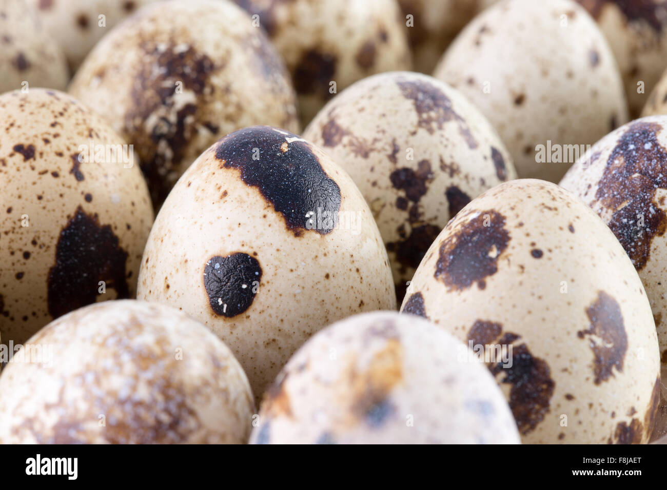 close up of quail eggs. Stock Photo