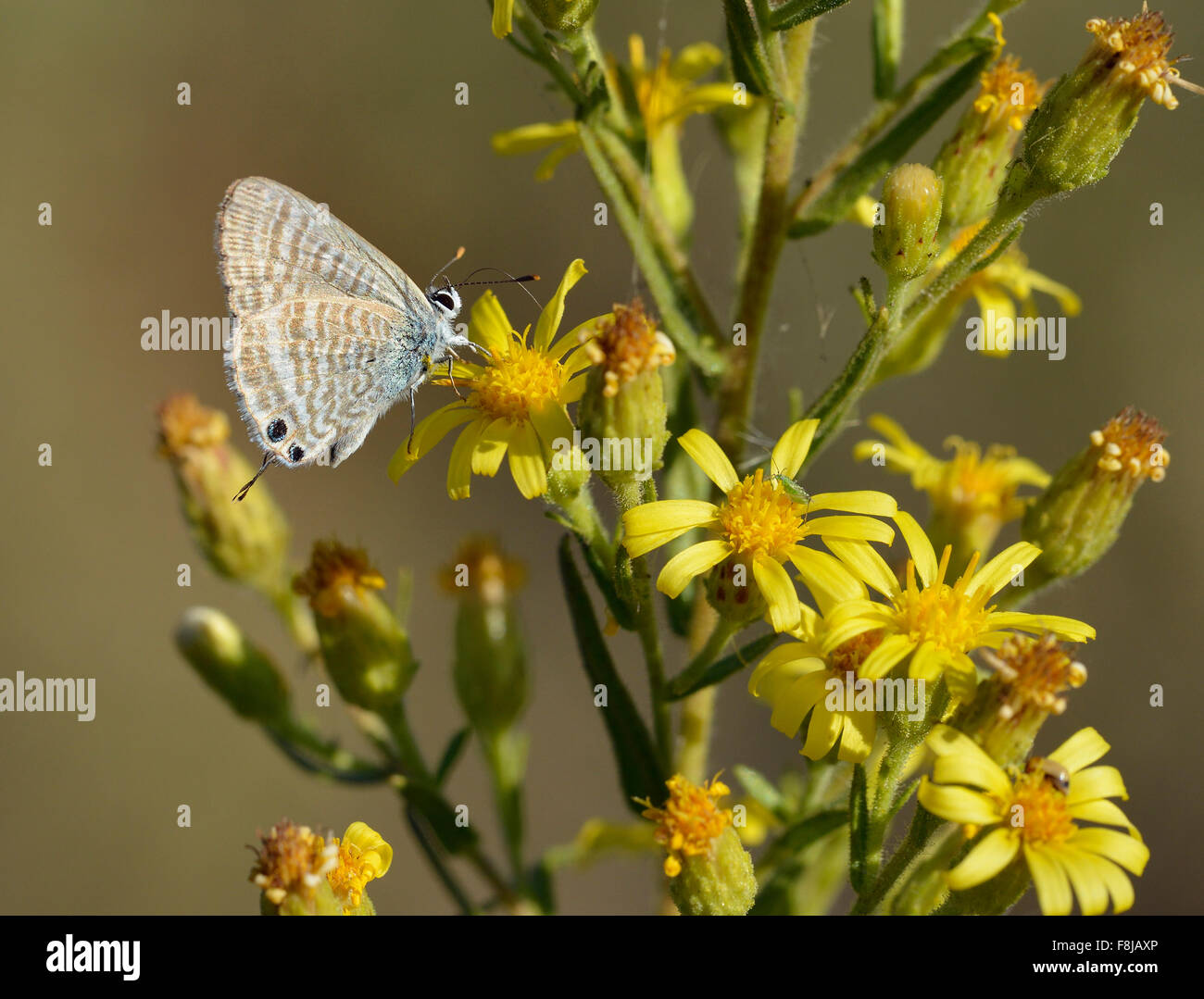 Long-tailed Blue Butterfly - Lampides boeticus On Dittrichia viscosa flowers Stock Photo