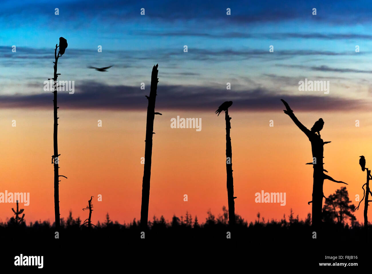 Raven (Corvus corax) sitting on tree trunks, behind colourful sky, Kuikka base camp, Kostamus, Finland Stock Photo