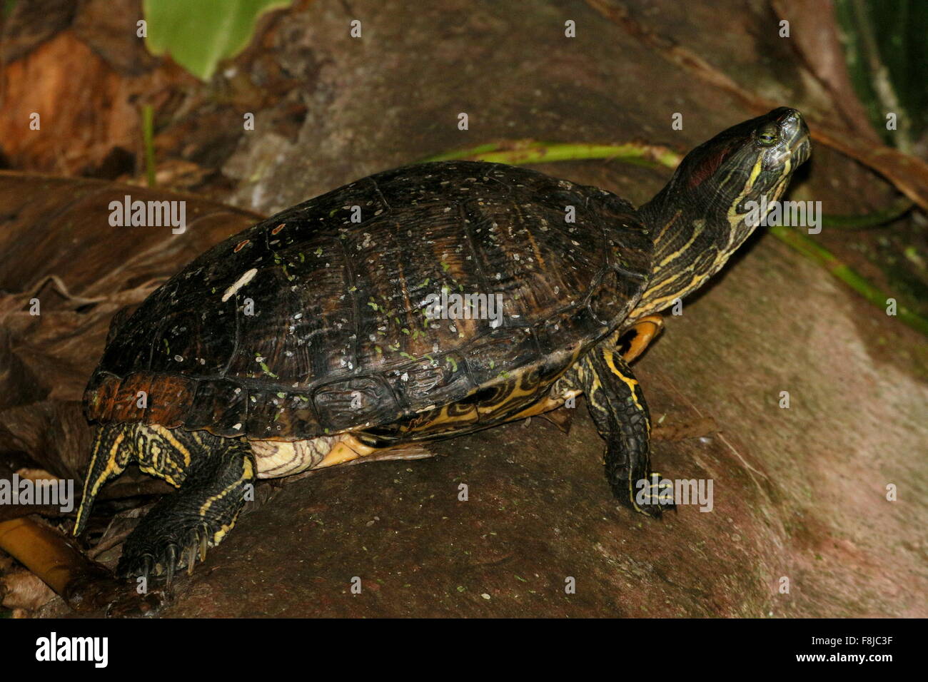 Red-eared slider turtle or Red eared terrapin (Trachemys scripta elegans), native to Florida & the Southeastern, United States Stock Photo