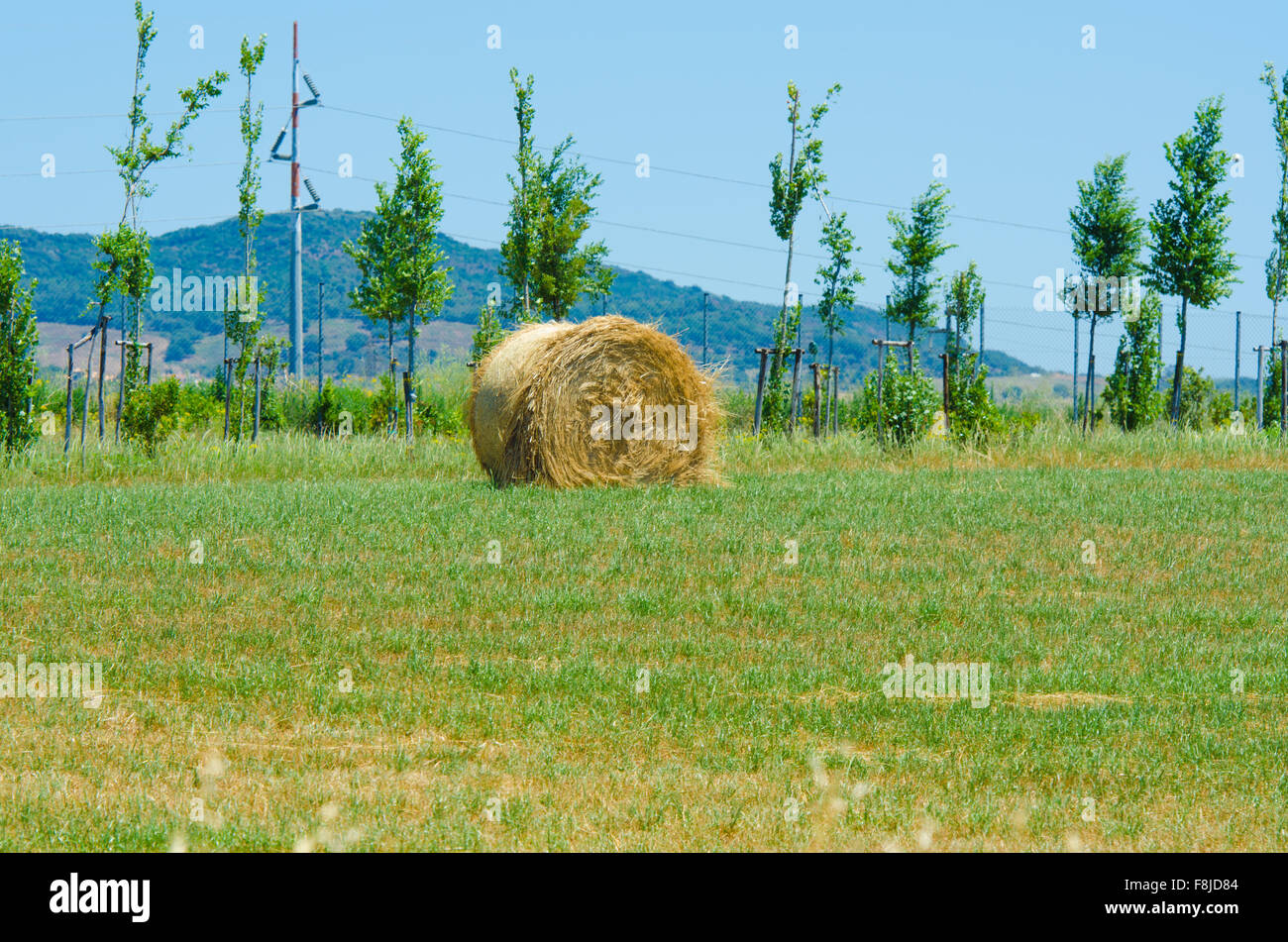 Field with rolls of hay on summer day Stock Photo - Alamy