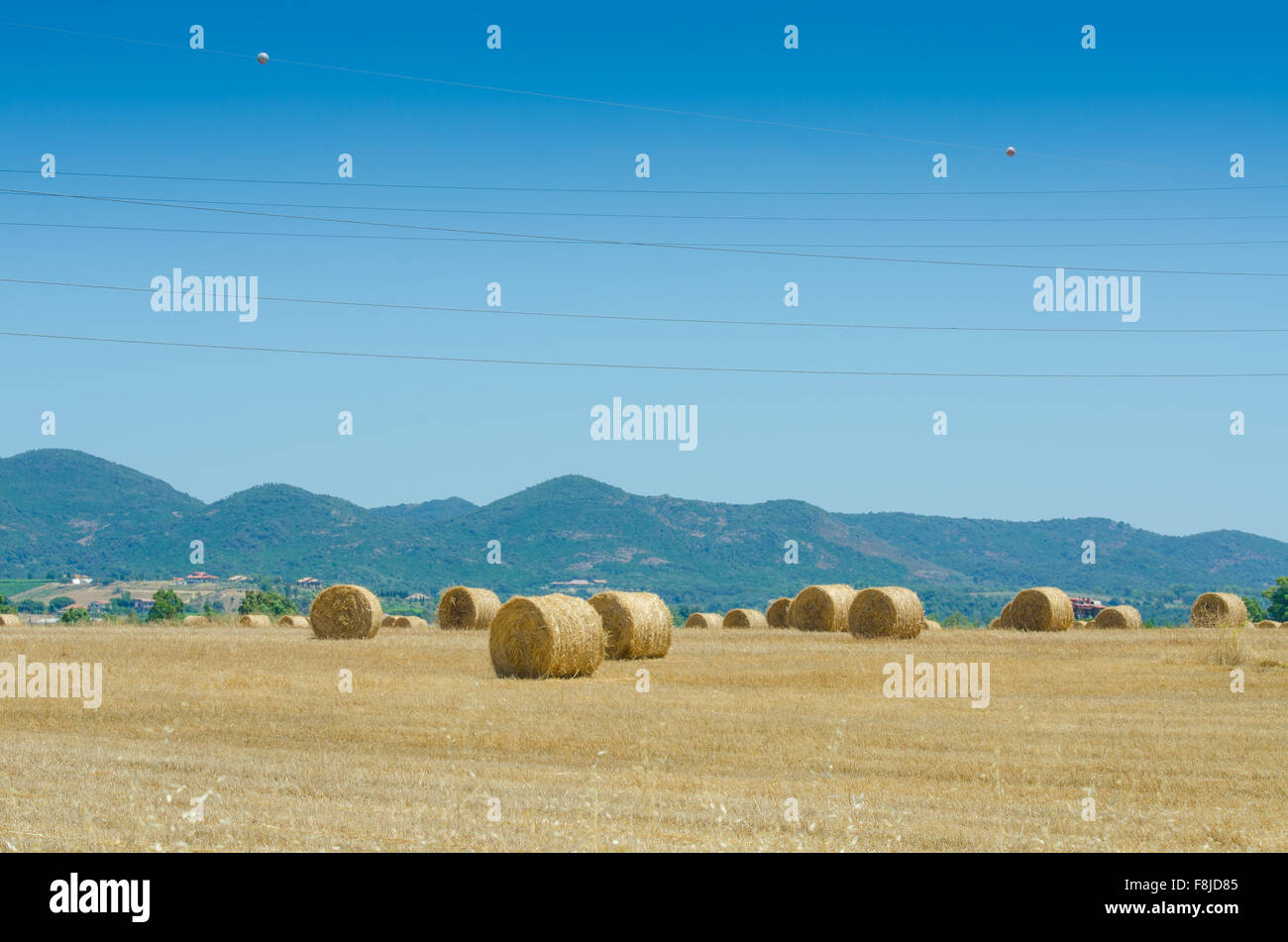Field with rolls of hay on summer day Stock Photo - Alamy