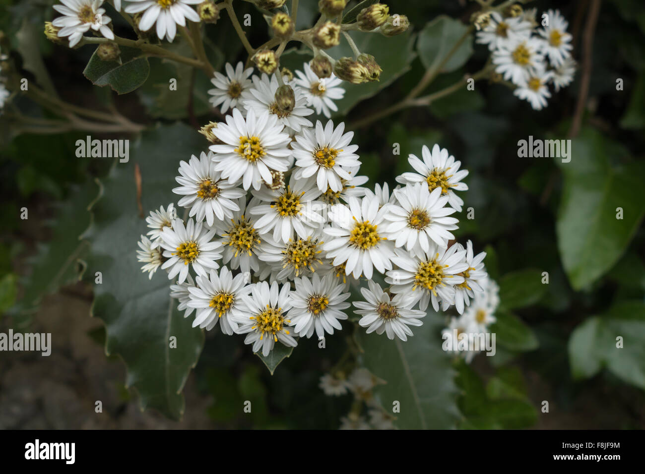 New Zealand Holly in Bloom [Olearia Macrodontia] with leaves. Stock Photo