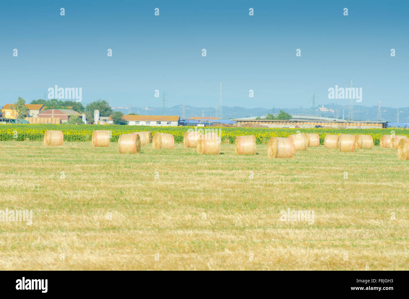 Field with rolls of hay on summer day Stock Photo - Alamy