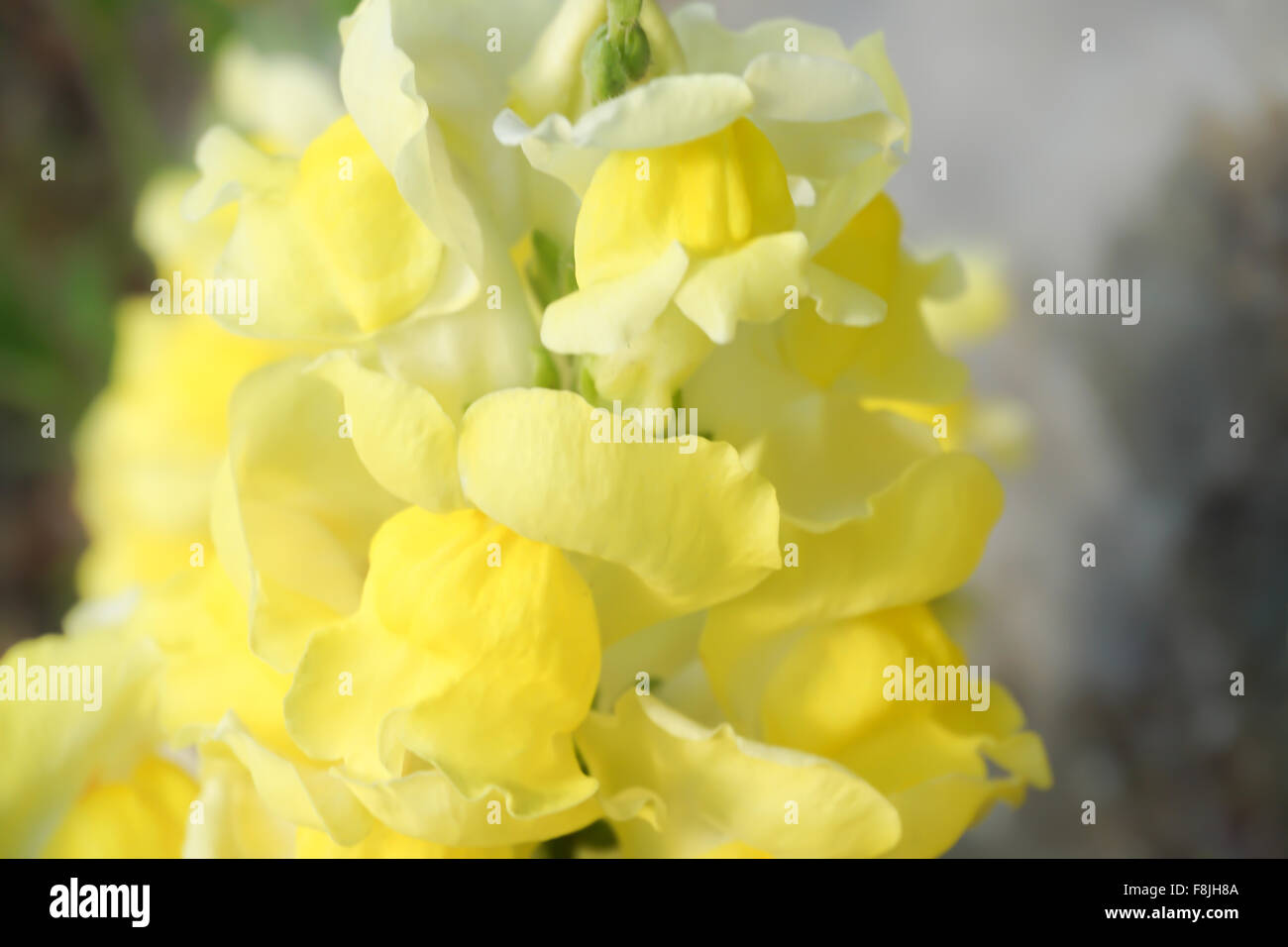 Yellow Toadflax, [Linaria vulgaris]. Close-up of Flower heads. Stock Photo