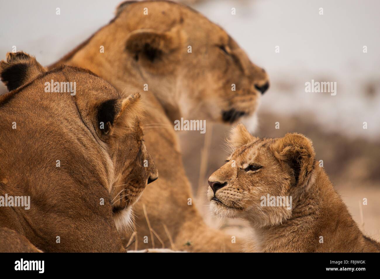 Alert lion cub and lionesses, Masai Mara, Kenya Stock Photo