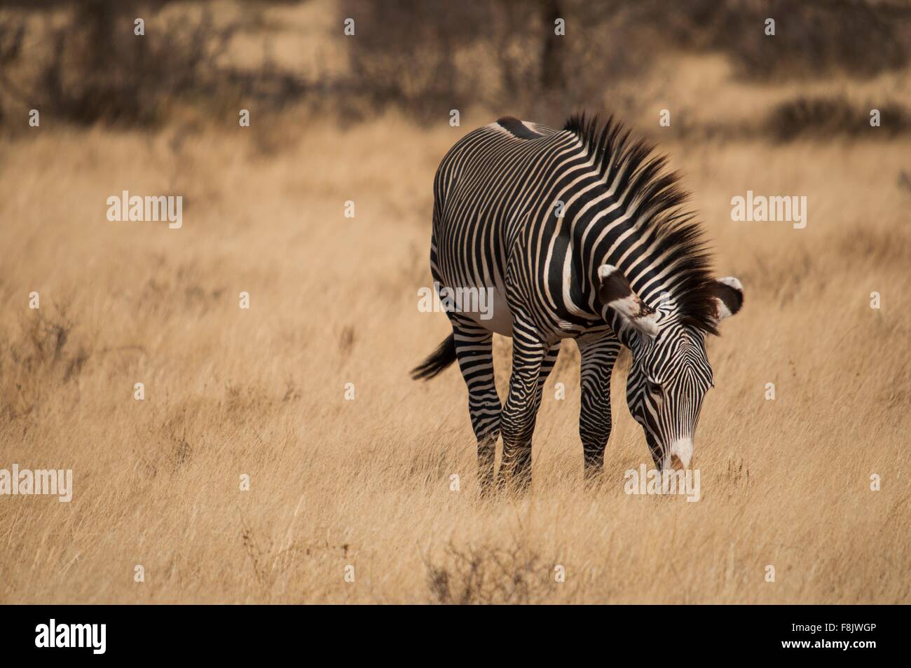 Grevy's Zebra grazing in Amboseli national park, Kenya Stock Photo