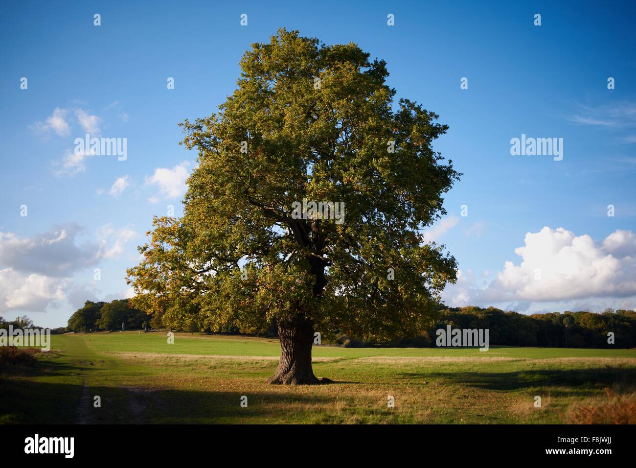 Lone tree in field Stock Photo
