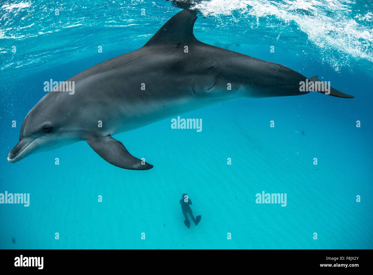 High angle view of atlantic spotted dolphin on surface and diver sitting on seabed, Northern Bahamas Banks, Bahamas Stock Photo