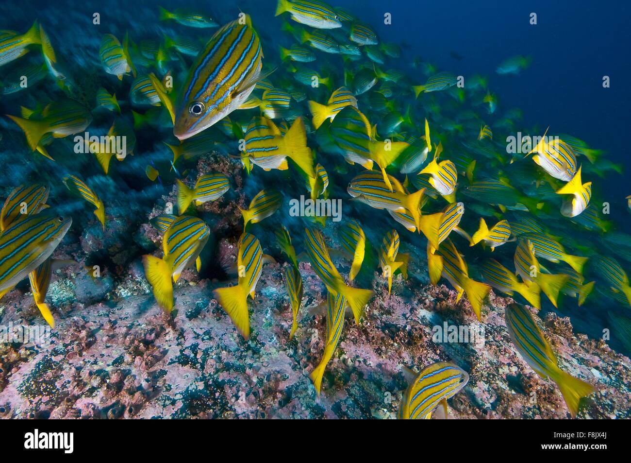 Blue Striped Snappers foraging seabed, Cocos Island, Costa Rica Stock Photo