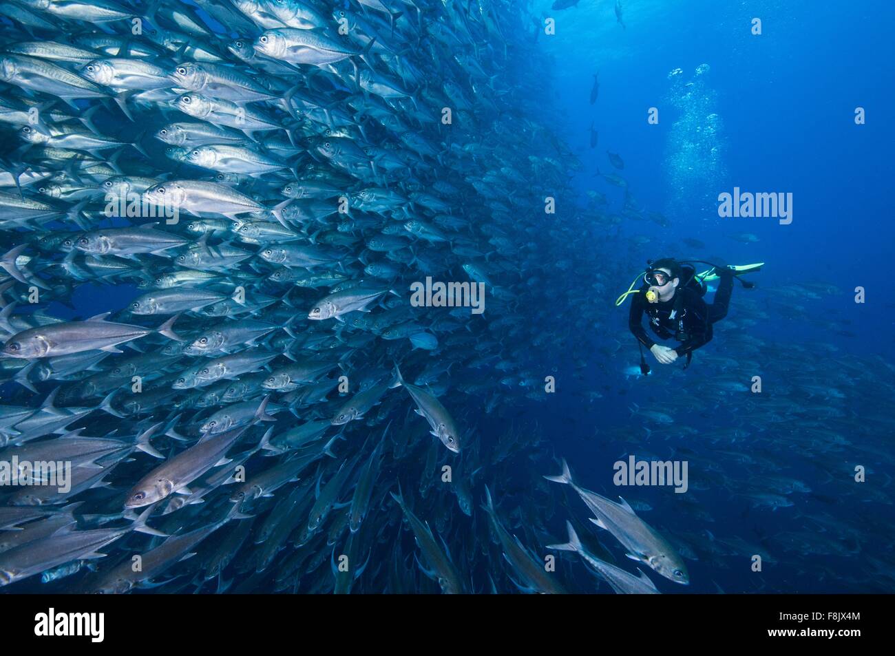 Scuba diver swimming past wall of Jacks, Cocos Island, Costa Rica Stock Photo